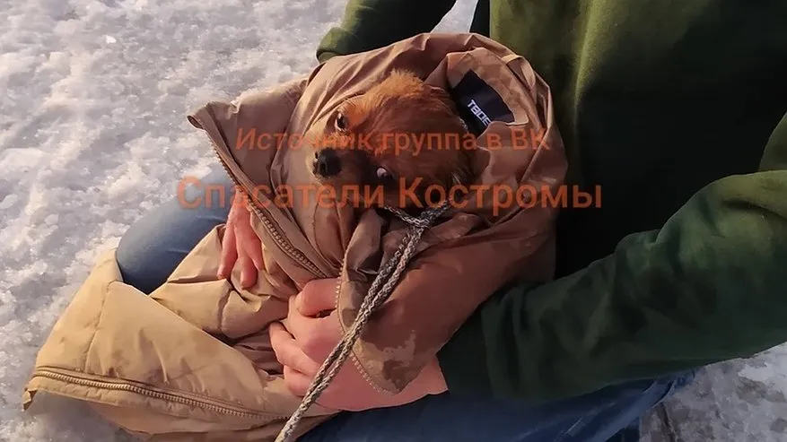 Главная картинка новости: Костромские спасатели вытащили из ледяной ловушки пса
