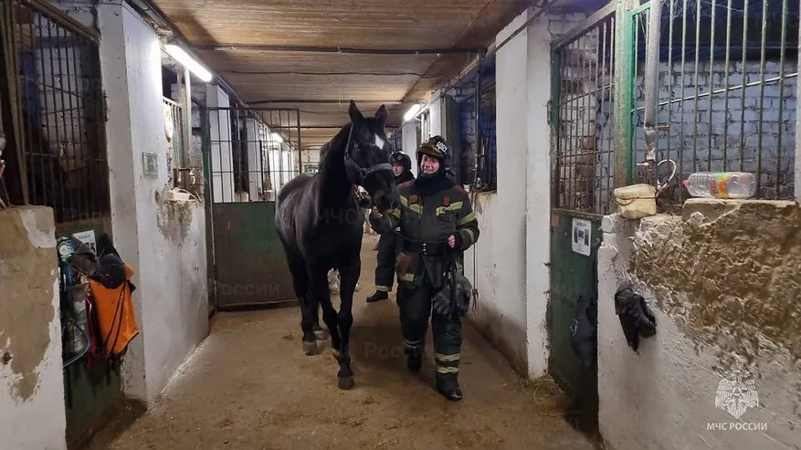 Главная картинка новости: В Костромском районе из-за подтопления сотрудники МЧС эвакуировали лошадей из конюшни