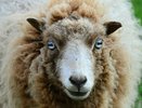 В Костромской области введены ограничения из-за оспы овец
