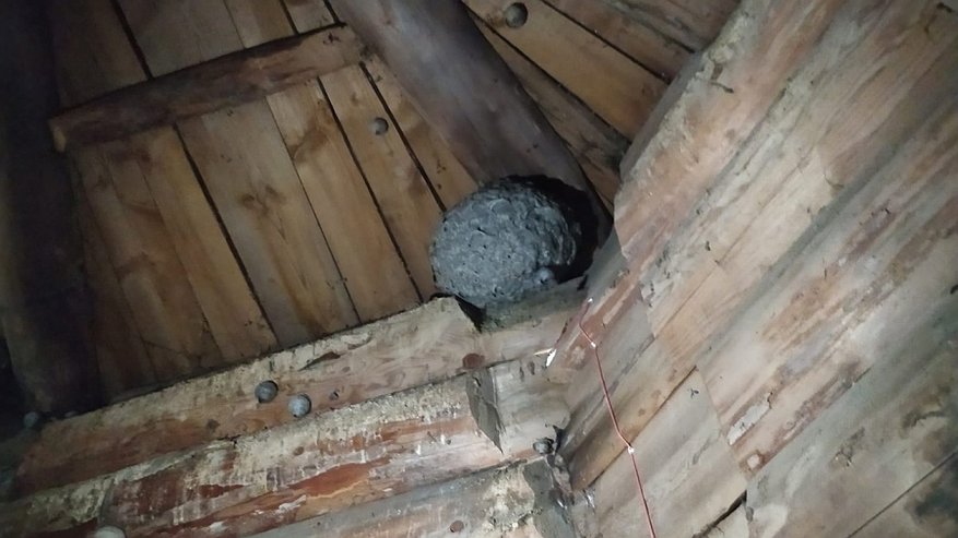 Костромские спасатели избавили музей деревянного зодчества от шершней