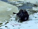 Костромские спасатели вызволили из ледяного плена лосиху