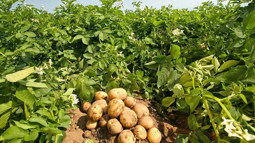 В регионе увеличили количество бесплатных участков под картофель и овощи