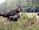 Щедрые чиновники раздали земли, принадлежащие лосиной ферме