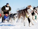 В Костромской области пройдут международные гонки на собачьих упряжках «Северная надежда-2014»