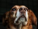 Житель Вохмы за 500 рублей согласился убить неугодную собаку