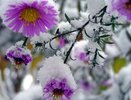 В ближайшие дни в Костромской области ожидается первый  снег