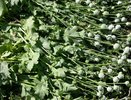 В Костромской области началась облава на «садоводов», выращивающих мак и коноплю