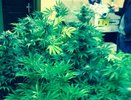 В Костроме «накрыли» лабораторию по выращиванию марихуаны
