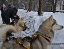 В Костромской области прошли международные гонки на собачьих упряжках «Северная надежда - 2014»