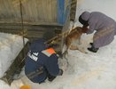 Шарьинские спасатели вызволили из беды собаку