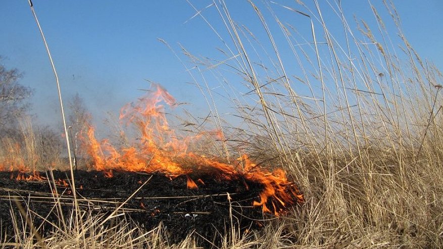 Пожарные нашли еще одного поджигателя сухой травы