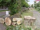 В Костроме вырубают зеленые насаждения