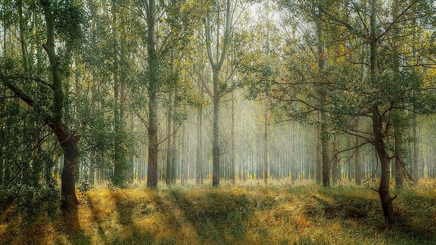 Иван Корсун: «Проблемы в лесной отрасли не решались годами»