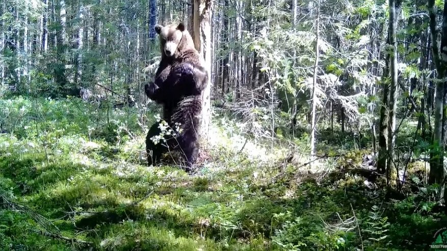 В Кологриве танцующий медведь попал на видео
