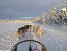 В Нее стартовала XII международная гонка на собачьих упряжках «Северная Надежда»