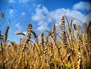 В Костромской области из-за плохой техники в полях остаётся до 25% урожая зерна