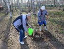В Берёзовой роще посадили 50 новых деревьев