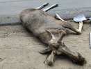 На улице Галичской в Костроме молодой лось попал под колеса авто