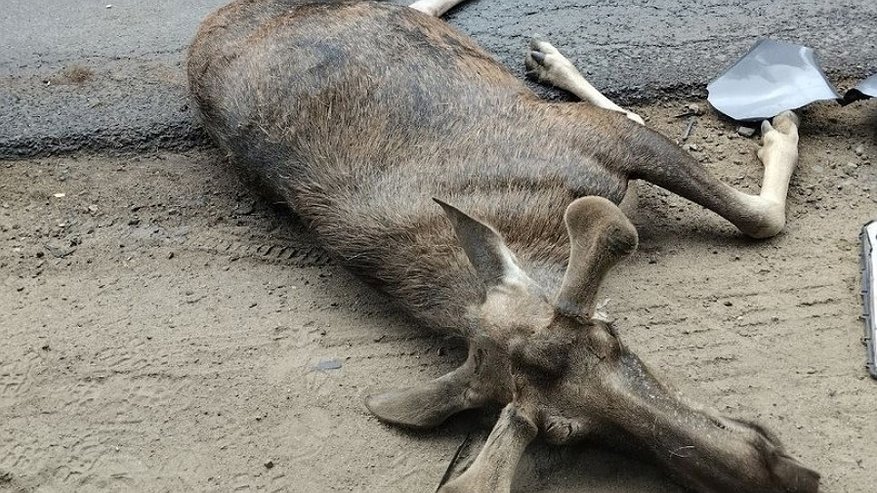 На улице Галичской в Костроме молодой лось попал под колеса авто