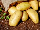 В Костроме откроется предприятие, где будут выращивать семенной картофель