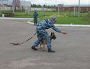 Четвероногие полицейские похвастались своим мастерством перед юными костромичами