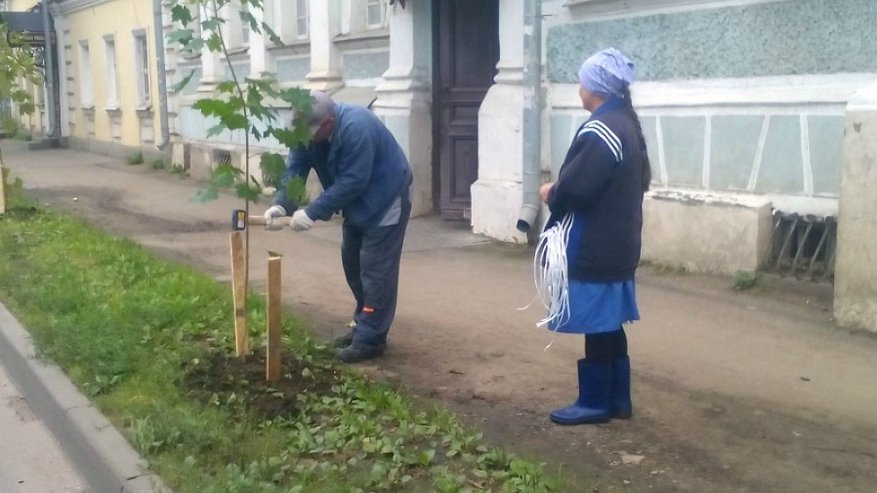 Мэрия рассказала, где в Костроме высадят новые деревья