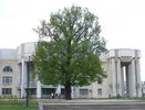 Костромичи могут проголосовать за дуб у Филармонии в конкурсе «Российское дерево-2024»