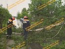 В Макарьеве шквалистый ветер повалил деревья