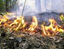 Из-за пала травы вчера едва не загорелся лес в посёлке Лунёво