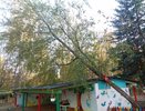 За два дня ветер в Костроме повалил несколько больших деревьев