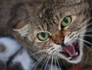 В Костромской области бешеный хорёк напал на домашнюю кошку