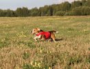 В Костромской области 5 августа пройдут состязания собак