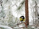 Костромские леса проверят и пересчитают