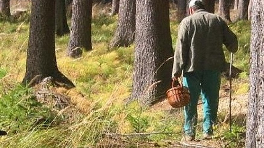 В Шарье полицейские нашли заблудившегося грибника