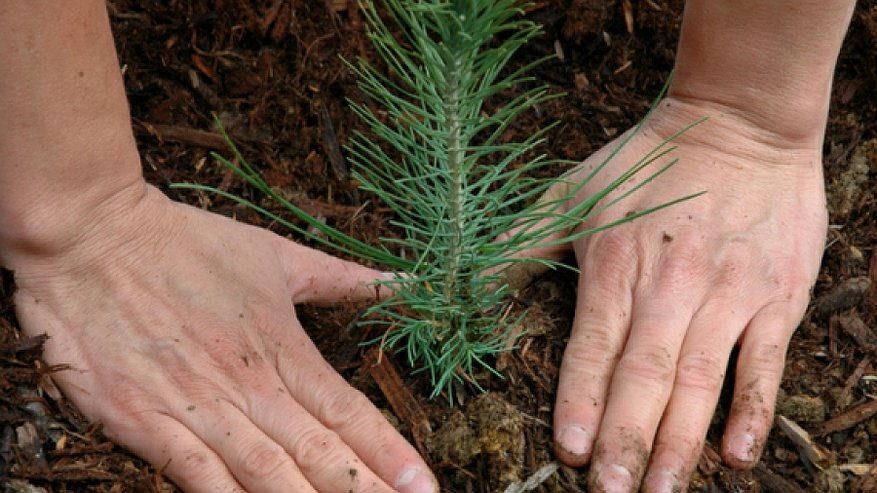 В Костромских лесах станет на несколько тысяч деревьев больше