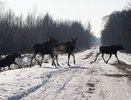 За три года в Костромской области зарегистрировано 195 наездов на диких животных 