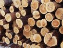 Экспорт леса принес областной казне больше 128 млн рублей