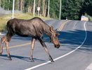 Агрессивные лоси угрожают костромским автолюбителям