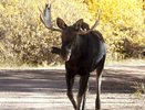 В Костромской области лось убил человека