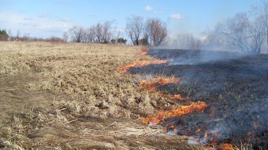 В Костроме организуют ежедневное патрулирование для выявления пала травы