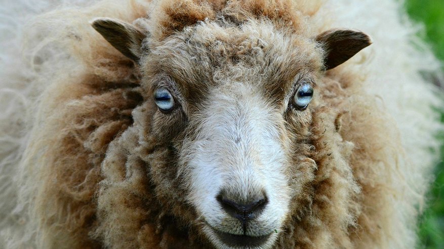 В Нерехтском районе введен режим ЧС из-за оспы овец