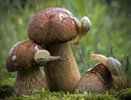 Костромичей приглашают в царство грибов