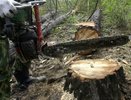 Двое «черных лесорубов» напилили сосен почти на 3 млн рублей