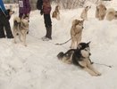 Под Костромой прошли гонки на собачьих упряжках «Серебряная ладья»
