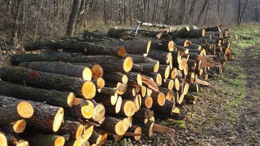 49-летний предприниматель незаконно нарубил леса на 28 млн. рублей