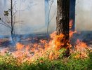 В Парфеньевском районе горят торфяники