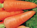 В Кострому вместе с семенами моркови чуть было не занесли опасные сорняки