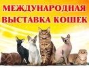 В эти выходные в Костроме пройдет выставка кошек