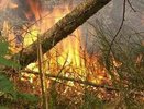 Пожароопасный сезон в Костромской области начнется уже 21 апреля