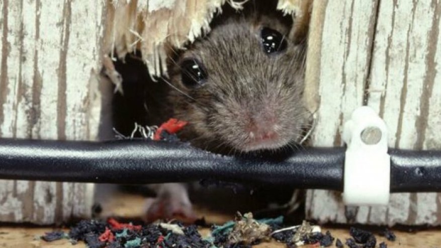 С завтрашнего дня в Костроме начнут травить мышей и крыс